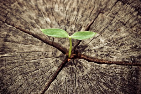 young green plant growing on dead tree trunkの写真素材