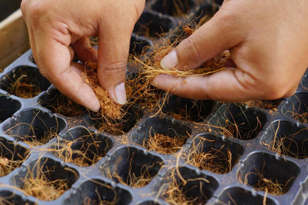 hands putting coconut husk in to planting trays