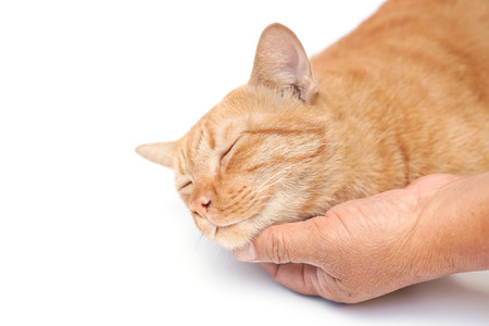 hand gently touching and rubbing a catの写真素材