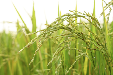 young rice in a paddy fieldの写真素材
