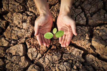 hands holding tree growing on cracked earth /hands growing tree / save the world / environmental problems / love nature / heal the world / cut tree / growing tree on crack ground / love treeの写真素材