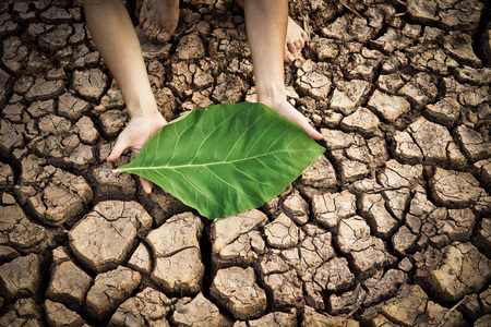 hands holding a big green leaf on dry and cracked ground / environmental destructionの写真素材