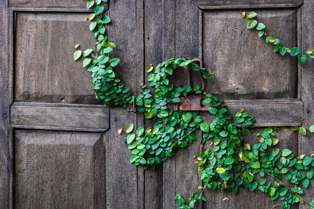 wooden door with green creeper plantsの写真素材