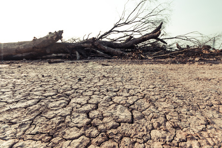 a dead cut down treeの写真素材