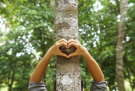 hands forming a heart shape around a big tree  protecting tree and love natureの写真素材