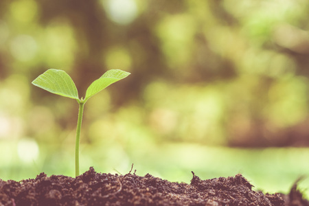 Nurturing baby plant / protect nature / planting treeの写真素材