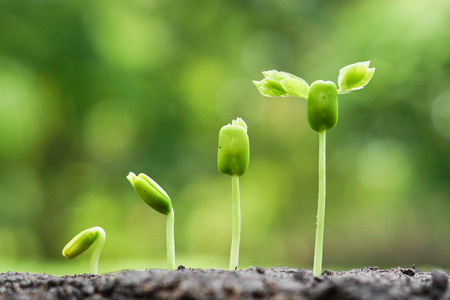baby plants growing in germination sequence on fertile soil with natural green backgroundの写真素材