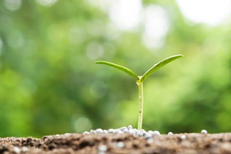 plant seedling growing on fertile soil with fertilizer / baby plant