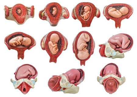 fetus development modelの写真素材