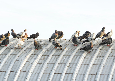 pigeons on the roof causing problems regarding bad smell, disease, and excrement