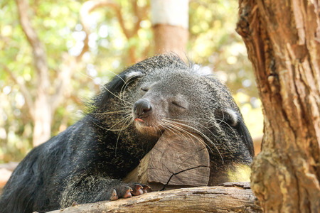 bearcat sleeping on a treeの写真素材