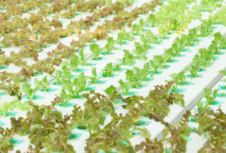 Hydroponic salad vegetable farmの写真素材
