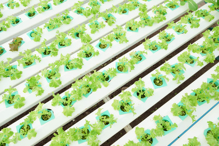Hydroponic salad vegetable farm