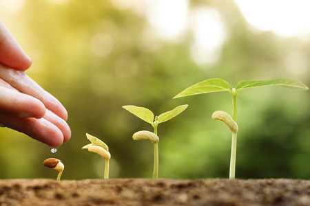 Agriculture - Hand nurturing young plants growing in germination sequence with chemical fertilizerの写真素材