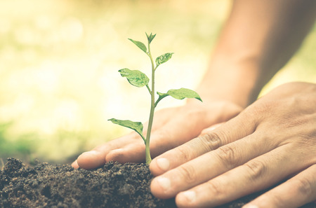 Hands growing and nurturing tree growing on fertile soil with green and yellow bokeh background /...