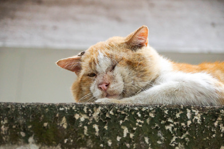 Local Tomcat. Old male cat with a big face on concrete wallの写真素材