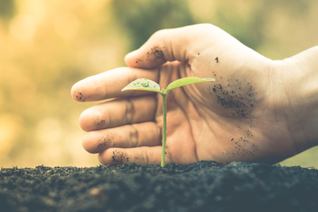 Agriculture / Nurturing baby plant / protect nature / planting treeの写真素材
