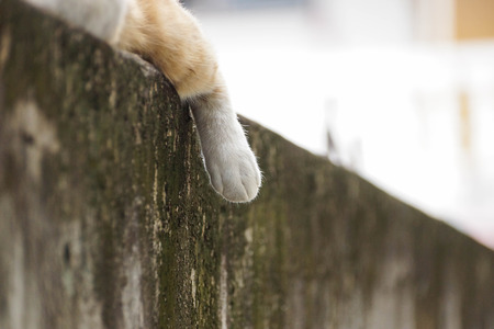 foot of a sleeping cat on concrete wallの素材 [FY31058909084]