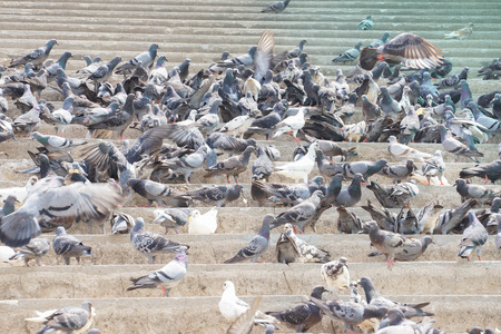 Flock of pigeon eating on the floorの写真素材