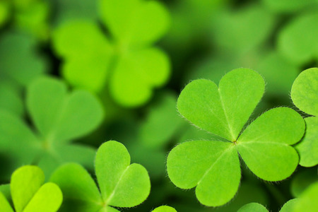 Green Clover. Young small green plant with heart shape leafの写真素材