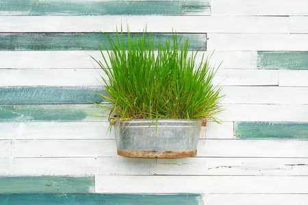 Old wood plank wall background with a metal bucket of green grassの写真素材