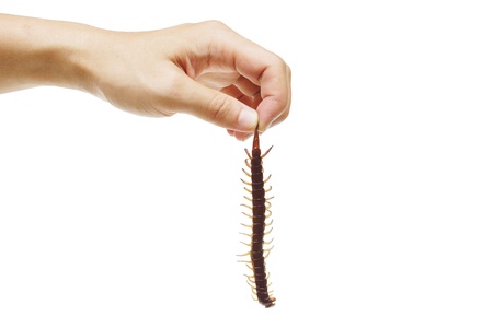 Hand holding a centipede isolatedの写真素材