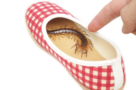 Centipede getting in a shoe / The danger of poisonous animal conceptの写真素材