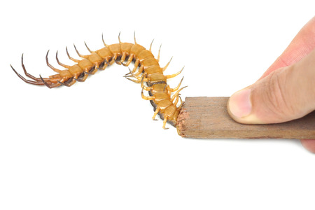 Stopping a centipede from bitingの写真素材