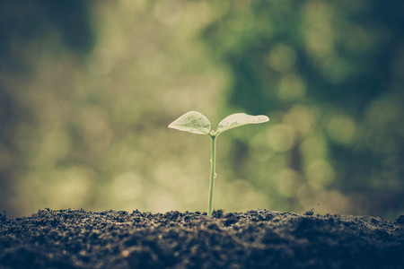 tree growing on soil with green background / baby plant begins new lifeの写真素材