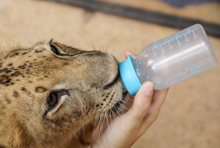 Feeding milk to a lion cubの写真素材