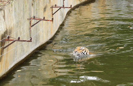Bengal Tiger Swimming in the pond near electricity fenceの写真素材
