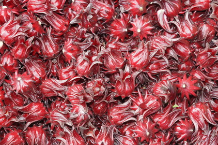 Roselle / Hibiscus sabdariffa L.の写真素材