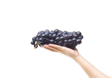Hands holding a big bunch of purple grapesの写真素材