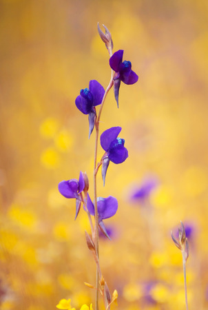 Utricularia delphinioides / purple flowerの写真素材