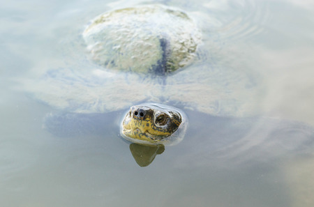 Turtle in the water