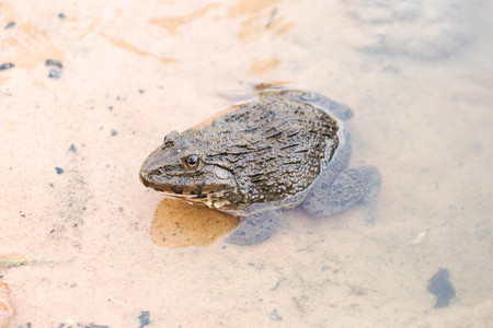 Common Lowland frog in water / Rana rugulosa Wiegmannの写真素材