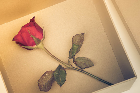 A box of red rose / Surprised love conceptの写真素材