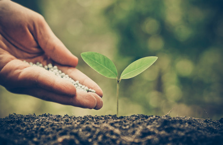 hand of a farmer giving fertilizer to young green plants / nurturing baby plant with chemical fertilizerの写真素材