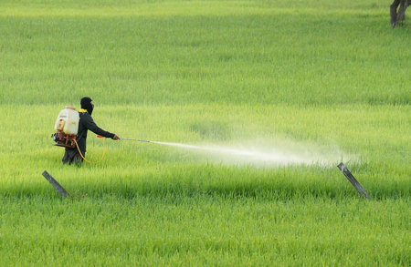 Thai farmer using pesticide in the rice paddy fieldの写真素材