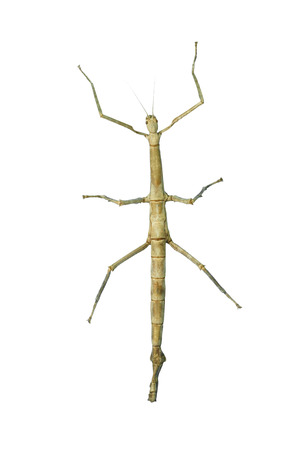 Phasmida isolated