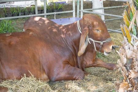 Brahman cow in a cageの写真素材