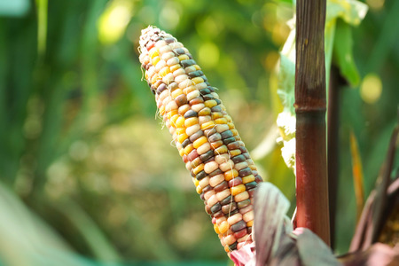 Flint cornの写真素材