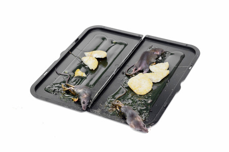 Mouse in a trap / Pest in a house conceptの写真素材