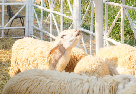 Sheep in a cageの写真素材