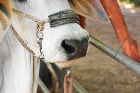 Closeup shot of a cow nose with rope and ring
