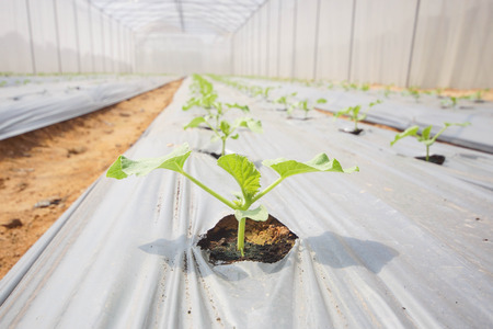Agriculture. Inside view of a green house for planting organic vegetablesの写真素材