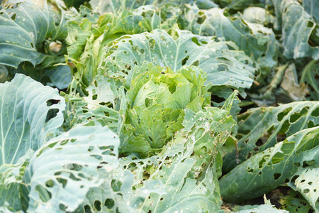 Vegetables damaged by pest diseaseの写真素材