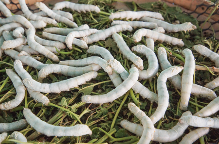 Silk worms eating green leaves / Silk production