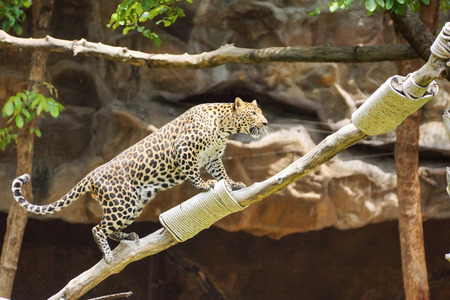 Leopard