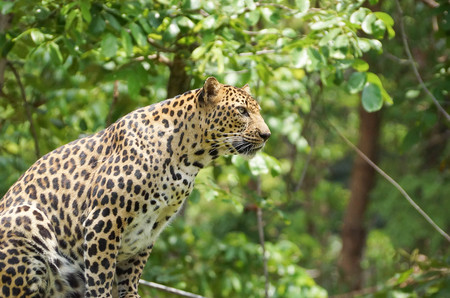 Leopard
